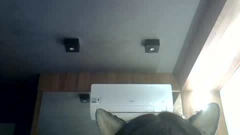 Snapshot of skinnykittencam chatting on 19, 6, 2026 skinnykittencam online show from 19, 6, 2026