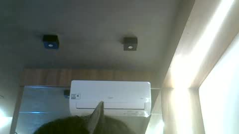 Snapshot of skinnykittencam chatting on 19, 6, 2026 skinnykittencam online show from 19, 6, 2026