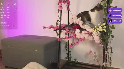 IG Soffimoon   I THANK YOU FOR LEAVING YOUR FOLLOW online show from 10, 10, 2025