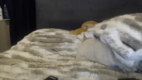 Snapshot of sofigarcia17 chatting on 8, 6, 2026 sofi online show from 8, 6, 2026