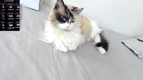 sophiebaker__ online show from 3, 2, 2026