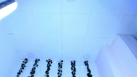 SOPH  online show from 31, 1, 2025