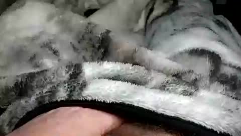 Snapshot of stargazor chatting on 20, 12, 2024 stargazor online show from 20, 12, 2024