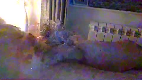 Snapshot of str8guy2015 chatting on 24, 1, 2025 str8guy2015 online show from 24, 1, 2025