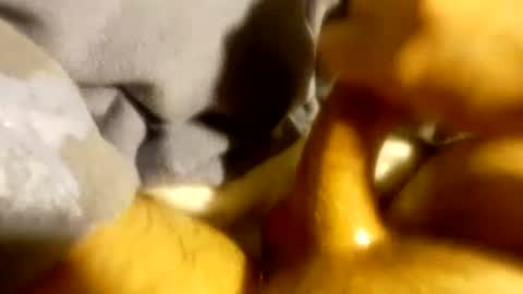 tf0_ online show from 3, 3, 2025