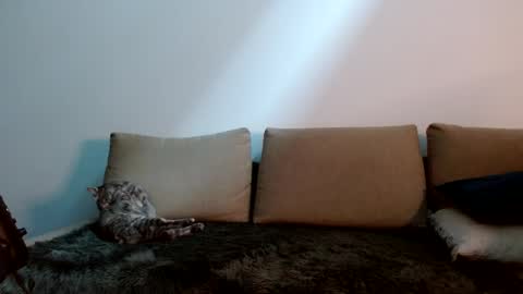 Yoshi online show from 11, 1, 2025