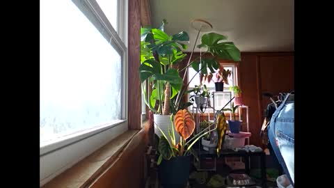 therizzler_1_of_1 online show from 17, 12, 2024