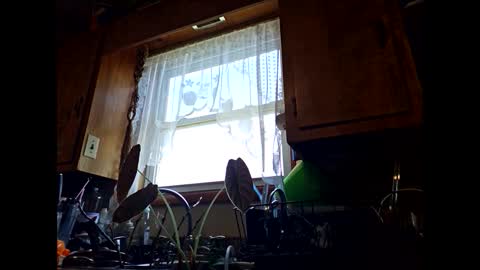 therizzler_1_of_1 online show from 11, 9, 2025