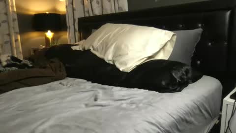 The Wild Ones online show from 20, 11, 2025