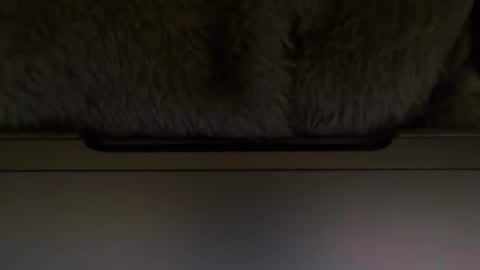 Timplaw online show from 11, 2, 2025