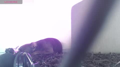   Thomas    online show from 1, 4, 2026