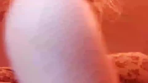 Snapshot of tretrix5588 chatting on 31, 12, 2024 tretrix5588 online show from 31, 12, 2024