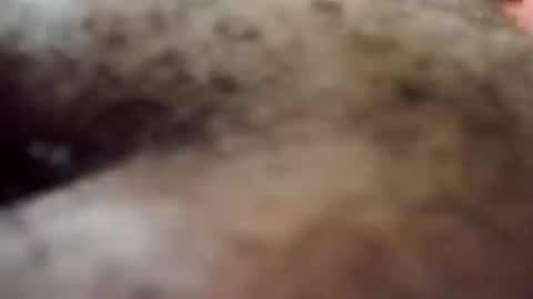 Antique-Shirt2516 online show from 8, 10, 2025