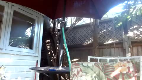 vtcd online show from 6, 2, 2025