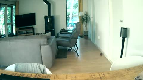 Snapshot of woodwurm chatting on 19, 6, 2026 woodwurm and Snoeske online show from 19, 6, 2026