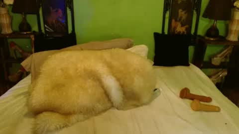 Snapshot of xxxpamelabombxxx chatting on 28, 2, 2025 PAMPAM online show from 28, 2, 2025