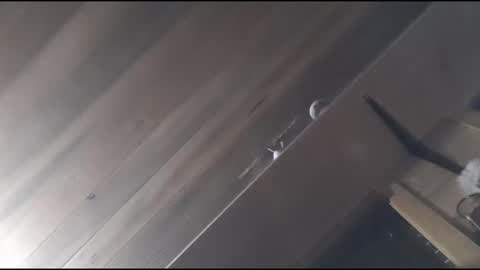 yessirprincesspet online show from 30, 11, 2025