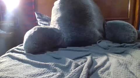 Fire 0range kush online show from 19, 12, 2025