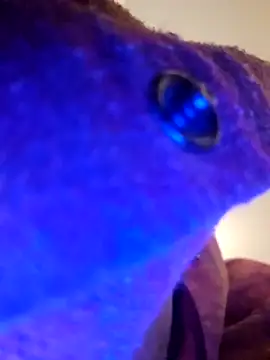 Armyexhibitionistvet online show from 9, 9, 2025