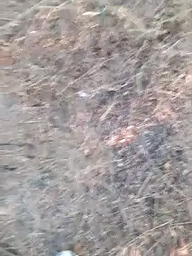 Ajith mvi online show from 6, 4, 2026