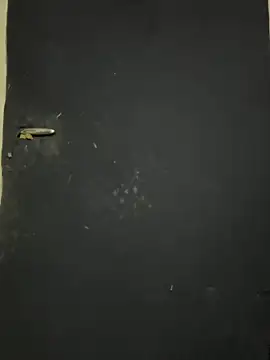 Black-mamba-madingo online show from 9, 10, 2025