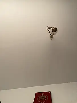 Snapshot of roohblak chatting on 8, 2, 2026 roohblak online show from 8, 2, 2026