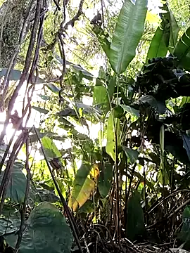 tuwegon online show from 17, 6, 2026