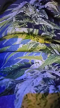 McdyllanXX online show from 13, 2, 2025