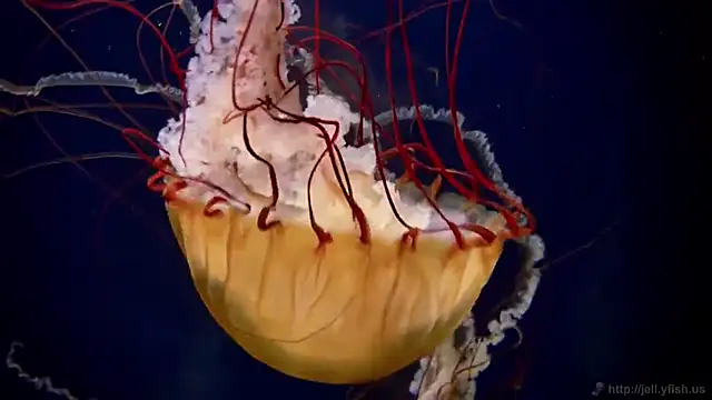 streamy test11 online show from 11, 11, 2025