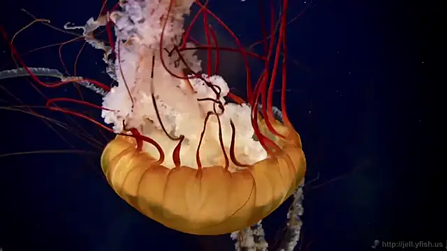 streamy test11 online show from 4, 12, 2025