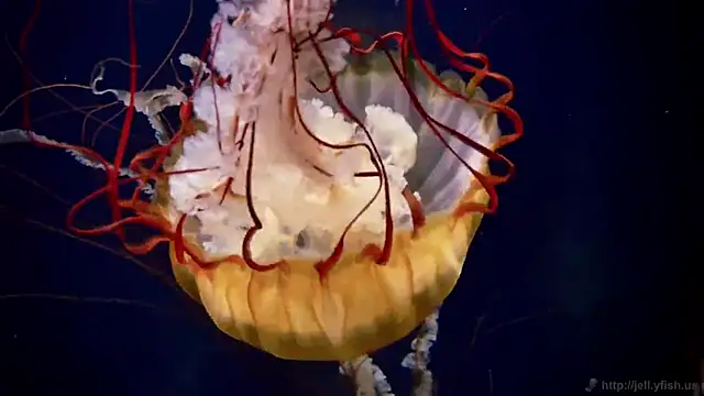 streamy test11 online show from 4, 3, 2026