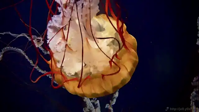 streamy test11 online show from 11, 3, 2026