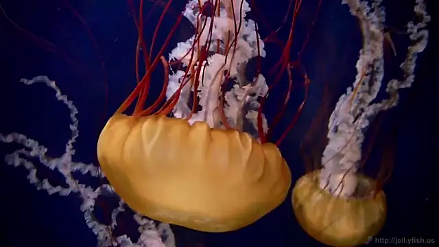 streamy test11 online show from 26, 3, 2026