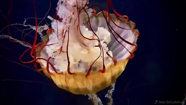 streamy test11 online show from 7, 4, 2026