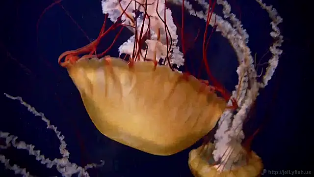 streamy test11 online show from 27, 4, 2026