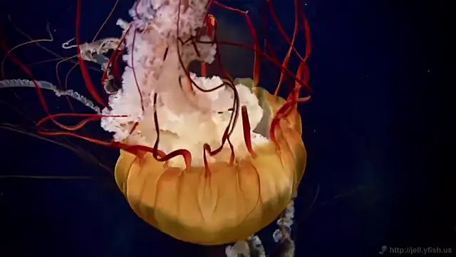 streamy test11 online show from 29, 4, 2026