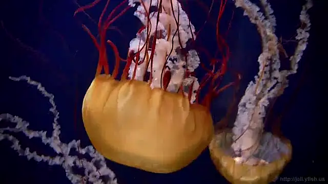 streamy test11 online show from 30, 4, 2026