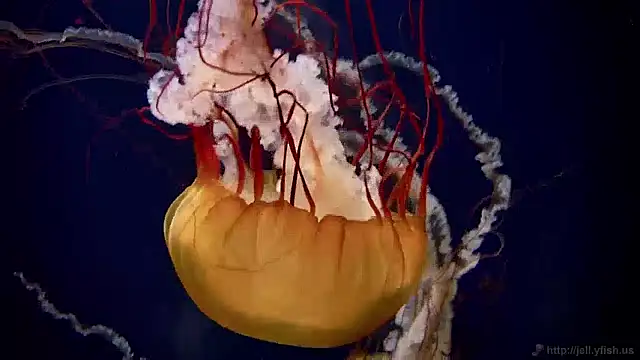 Snapshot of streamy_test12 chatting on 2, 12, 2024 streamy test12 online show from 2, 12, 2024