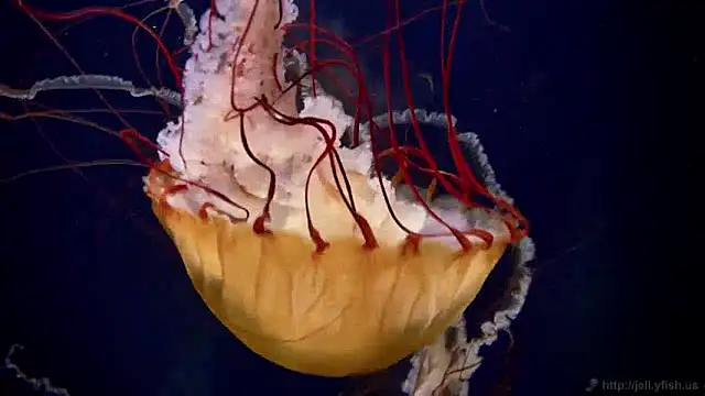 Snapshot of streamy_test12 chatting on 4, 12, 2024 streamy test12 online show from 4, 12, 2024