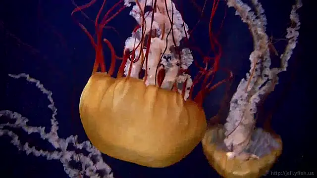 Snapshot of streamy_test12 chatting on 5, 12, 2024 streamy test12 online show from 5, 12, 2024