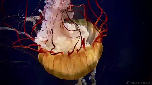 Snapshot of streamy_test12 chatting on 9, 12, 2024 streamy test12 online show from 9, 12, 2024