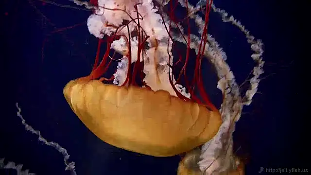 Snapshot of streamy_test12 chatting on 30, 12, 2024 streamy test12 online show from 30, 12, 2024