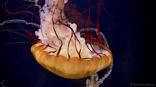 Snapshot of streamy_test12 chatting on 14, 1, 2025 streamy test12 online show from 14, 1, 2025