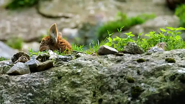 Snapshot of streamy_test12 chatting on 21, 1, 2025 streamy test12 online show from 21, 1, 2025