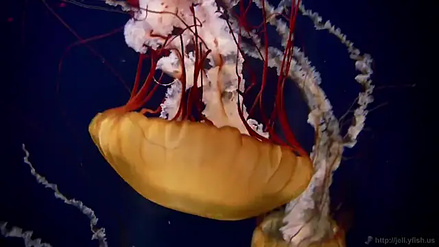 Snapshot of streamy_test12 chatting on 4, 3, 2025 streamy test12 online show from 4, 3, 2025