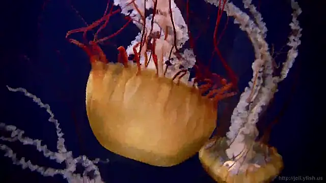 Snapshot of streamy_test12 chatting on 10, 3, 2025 streamy test12 online show from 10, 3, 2025