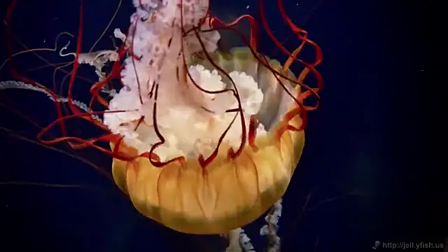 Snapshot of streamy_test12 chatting on 16, 9, 2025 streamy test12 online show from 16, 9, 2025