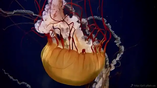 Snapshot of streamy_test12 chatting on 2, 10, 2025 streamy test12 online show from 2, 10, 2025