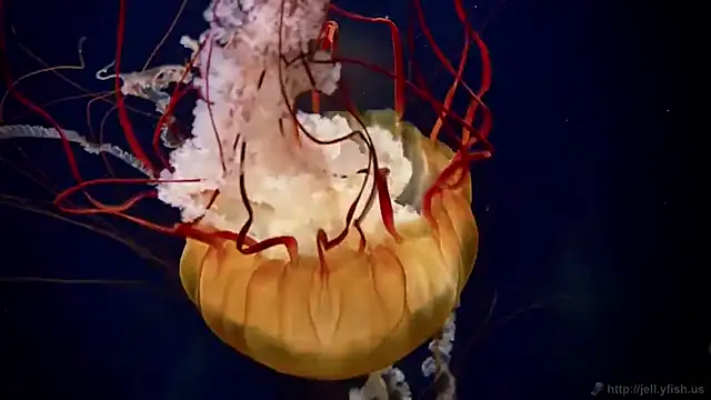 Snapshot of streamy_test12 chatting on 8, 10, 2025 streamy test12 online show from 8, 10, 2025