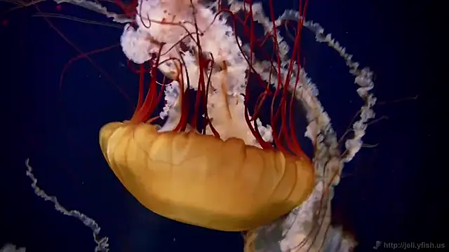 Snapshot of streamy_test12 chatting on 9, 10, 2025 streamy test12 online show from 9, 10, 2025